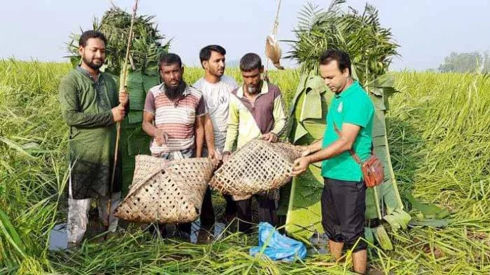 সিংড়ার চলনবিলের পাখি শিকারের সময় দুই পাখি শিকারিকে আটক করেন পরিবেশকর্মীরা