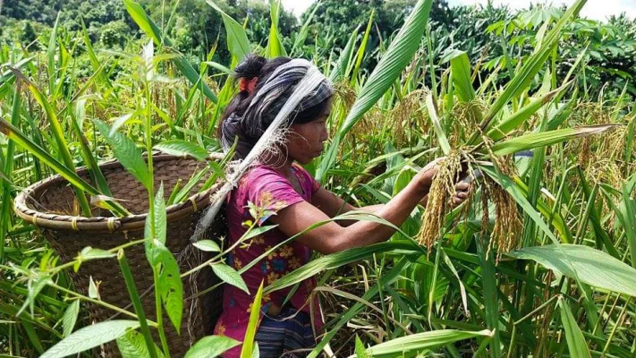 জুরাছড়ির পাহাড়ে পাহাড়ে এখন ধান কাটার ধুম পড়েছে