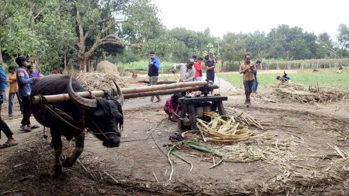 মহিষ দিয়ে আখের রস বের করা হচ্ছে