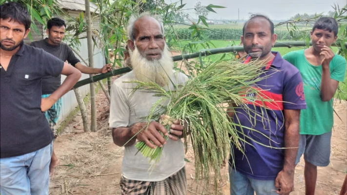 ইটভাটায় কারণে নষ্ট হয়ে যাওয়া ফসল নিয়ে বিক্ষোভ করেন স্থানীয় এক কৃষক