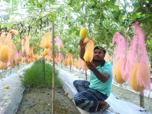 হলুদ তরমুজের সঙ্গে ইসমাইল হোসেন