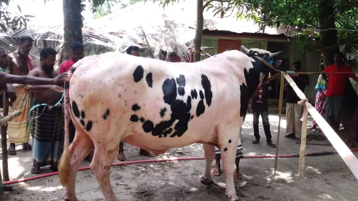 ডন ২০ লাখ টাকায় বিক্রি করবেন বলে দাম ধরেছেন মালিক মোস্তফা শেখ