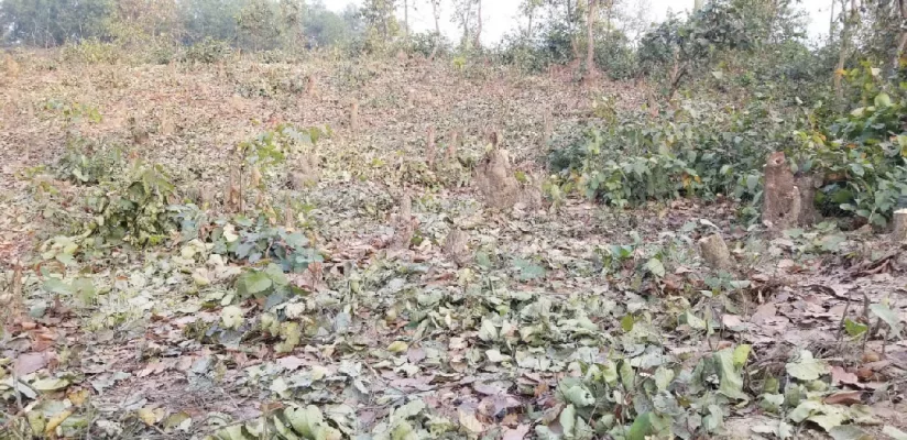 ভালুকায় সংরক্ষিত বনভূমি থেকে গাছ কেটে ফেলার স্থান