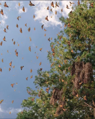 নীল আকাশের পটভূমিতে মোনার্ক প্রজাপতি