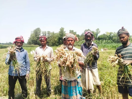 প্রণোদনার পেঁয়াজের বীজ নিয়ে চাষ করে ফলন না হওয়ায় হতাশ কৃষক। নলডাঙ্গা উপজেলার বুড়িরভাগ বিলপাড়া মাঠ থেকে তোলা ছবি