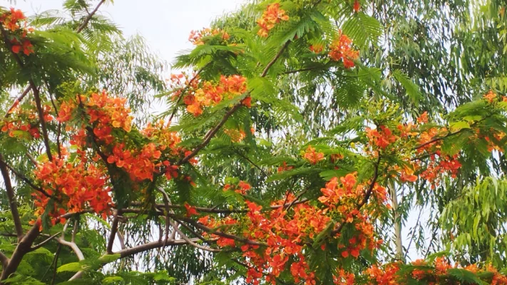 পাবনার বিভিন্ন পথ ও মাঠ–ঘাট সেজেছে কৃষ্ণচূড়ার চোখ ধাঁধানো লাল রঙে