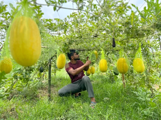 নওগাঁর ধামইরহাটে মালচিং পদ্ধতিতে হাইব্রিড জাতের তরমুজ চাষ করেছেন কৃষক আজিজার। আজ সোমবার দুপুরে উপজেলার উমার ইউনিয়নের খয়ের বাড়ি থেকে তোলা