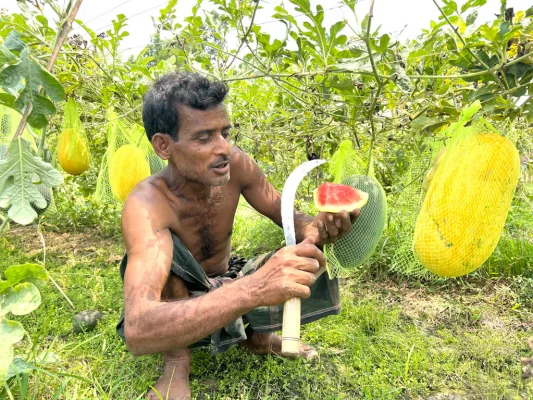 নওগাঁর ধামইরহাটে  কৃষক আজিজারের তরমুজ খেত। আজ সোমবার দুপুরে উপজেলার উমার ইউনিয়নের খয়ের বাড়ি থেকে তোলা 