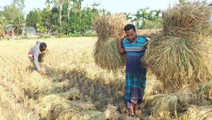 সামান্য আবাদি জমির ফসল দিয়ে কোনো রকমে দিনযাপন করছে বাদশার পরিবার