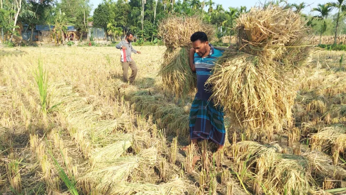 তীব্র রোদ উপেক্ষা করে নিজের জমির ধান কেটে কাঁধে নিয়ে বাড়ির উঠানে নিয়ে আসছেন বাদশা