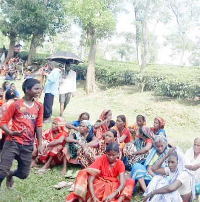 কমলগঞ্জ উপজেলার চা-শ্রমিকেরা। ছবি: আজকের পত্রিকা 