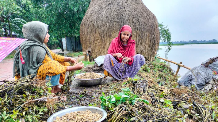 পানিতে তলিয়ে নষ্ট হয়ে যাওয়া অবশিষ্ট বাদাম গাছ থেকে ছাড়িয়ে নিচ্ছেন দুই নারী। গঙ্গাচড়া সদর ইউনিয়নের গান্নারপাড়ায়। ছবি: আজকের পত্রিকা 