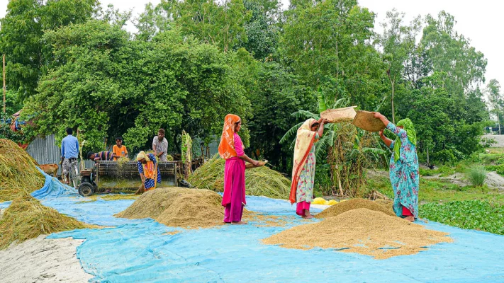 পানিতে তলিয়ে যাওয়া ধান মাড়াই করছেন কিষান-কিষানিরা। লক্ষ্মীটারী ইউনিয়নের চর পশ্চিম ইচলি গ্রাম থেকে তোলা। ছবি: আজকের পত্রিকা