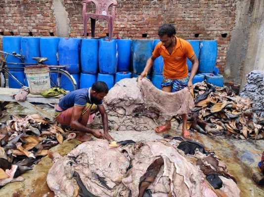 সাভার শিল্পনগরীতে চামড়া প্রক্রিয়া শুরু করেছেন শ্রমিকেরা। ছবি: আজকের পত্রিকা