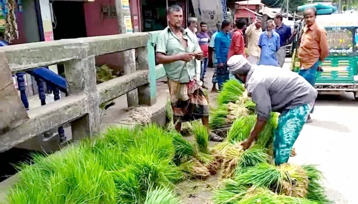 আশপাশের বিভিন্ন উপজেলার কৃষকেরাও আসেন চারা কিনতে। ছবি: আজকের পত্রিকা