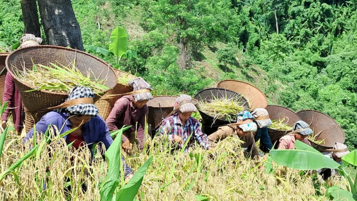 সবুজ পাহাড়ের ফাঁকে ফাঁকে জুমের পাকা সোনালি রঙের ধান। ছবি: আজকের পত্রিকা