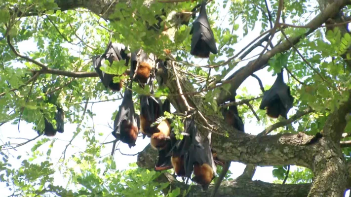 বাদুড়ের বসবাসের কারণে জায়গাটির নাম হয়ে গিয়েছে বাদুড়তলা