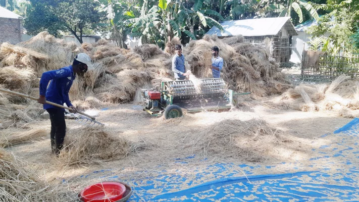 মাঠ থেকে ধান কেটে উঠানে চলছে মাড়াইয়ের কাজ। ছবি: আজকের পত্রিকা