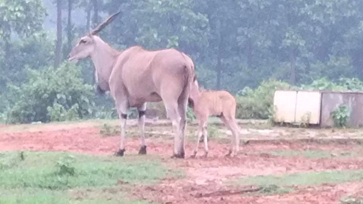 নতুন জন্মানো শাবকসহ কমনইল্যান্ড।