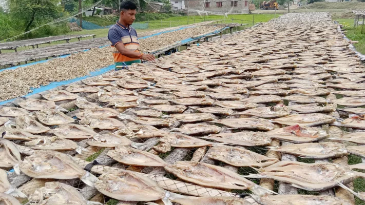 সাতক্ষীরার বিনেরপোতায় শুঁটকি তৈরির কাজে ব্যস্ত খামারি