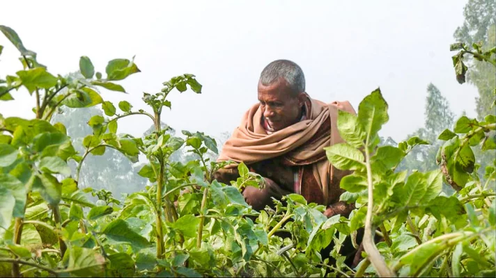 আলুখেত বসে আছেন হতাশ চাষি। ছবি: আজকের পত্রিকা