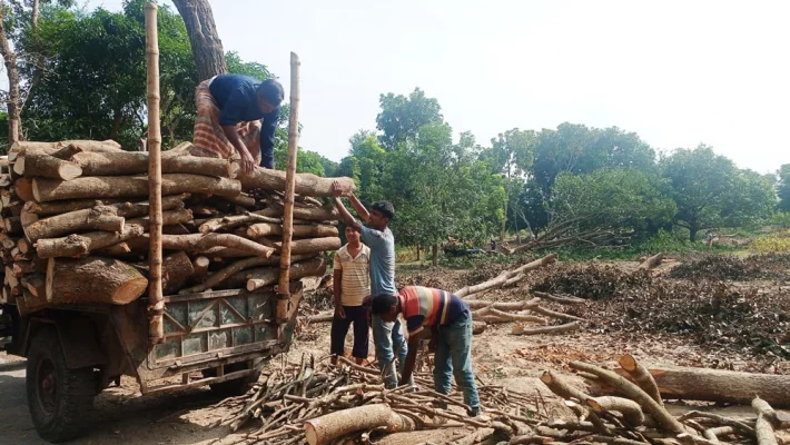 কাটা আমগাছ ট্রাকে করে সরিয়ে নেওয়া হয়। ছবি: আজকের পত্রিকা