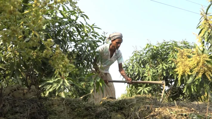 আমবাগানের পরিচর্যা করছেন কৃষক।