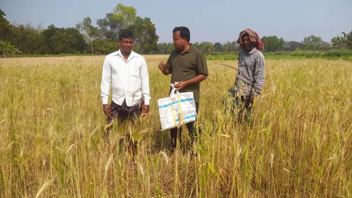 শৈলকুপায় ইঁদুরের আক্রমণে গমের ক্ষতি।