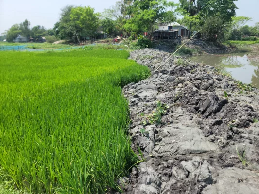 খালের মাটি কৃষকের ধানখেতে। ছবি: আজকের পত্রিকা