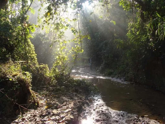 আদমপুরের গহিনে। ছবি: লেখক