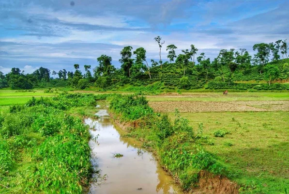 জুড়ির লাঠিটিলার জঙ্গলে যাওয়ার পথে এমন চমৎকার কিছু চা-বাগানের দেখা মেলে। ছবি: লেখক