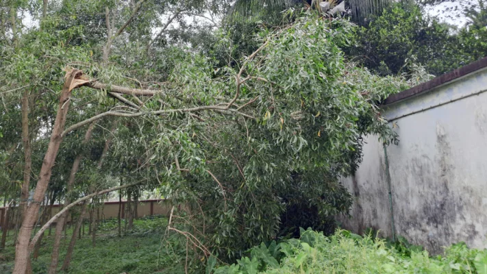 কালবৈশাখীতে পতনঊষা ইউনিয়নের গাছ ভেঙে পড়েছে। ছবি: আজকের পত্রিকা