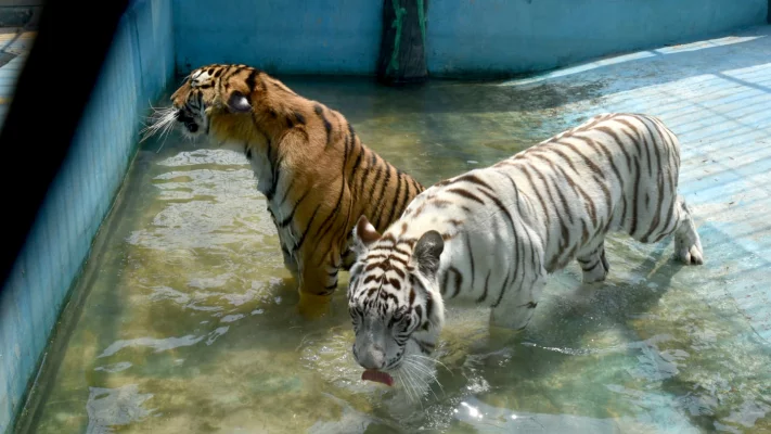 প্রচণ্ড গরমে ভালো নেই চিড়িয়াখানার প্রাণীগুলোও