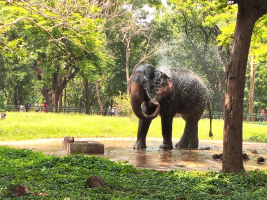 জাতীয় চিড়িয়াখানায় ট্যাপের পানিতে স্নান করছে হাতি ‘পান্না বাহাদুর’