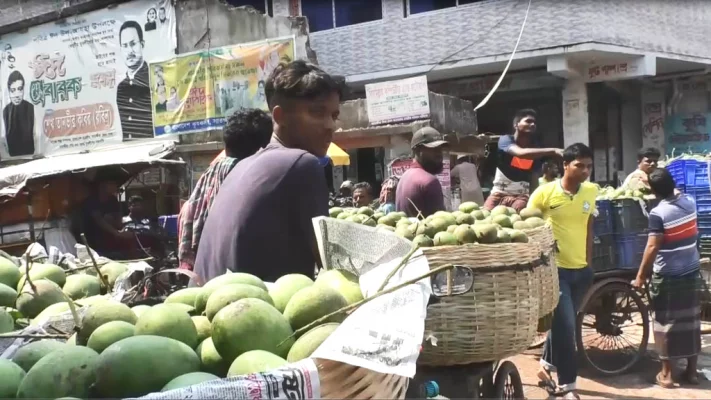 সাতক্ষীরার তালায় চলতি মৌসুমের আম সংগ্রহ শুরু করেছেন চাষিরা। ছবি: আজকের পত্রিকা