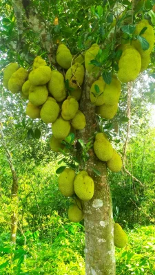 ছদুরখীল এলাকায় গাছে ঝুলছে কাঁঠাল