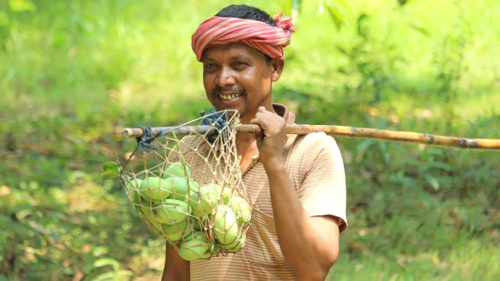 চারঘাট উপজেলার বিভিন্ন এলাকা ঘুরে দেখা গেছে, বাগানে অল্পসংখ্যক চাষি ও ব্যবসায়ী আম পাড়ছেন। ছবি: আজকের পত্রিকা