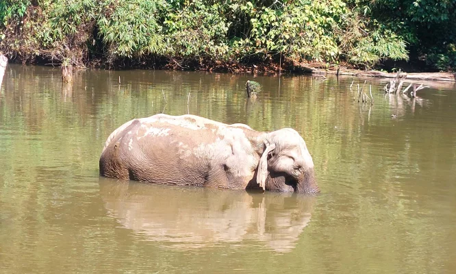 লাঠিটিলা সংরক্ষিত বনে অসুস্থ হাতি