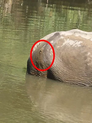 লাঠিটিলা সংরক্ষিত বনে অসুস্থ হাতি