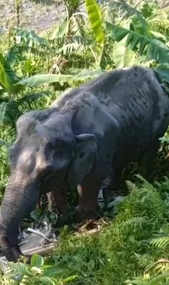 লাঠিটিলা সংরক্ষিত বনে অসুস্থ হাতি