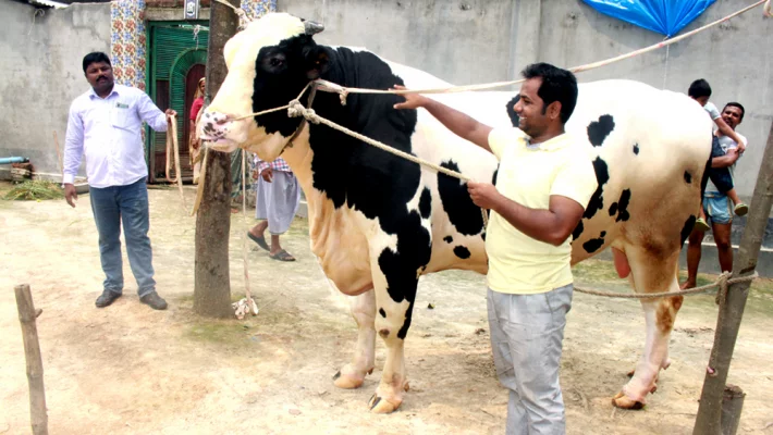 আসন্ন ঈদুল আজহার জন্য প্রস্তুত করা হয়েছে দিনাজপুরের রাজাকে