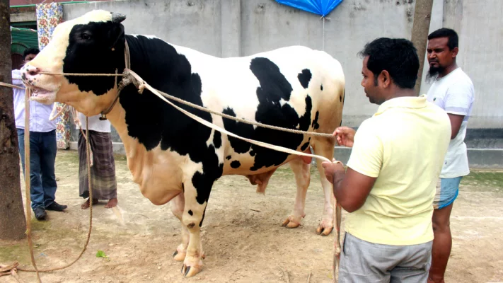 দিনাজপুরের রাজাকে কোরবানির জন্য প্রস্তুত করা হয়েছে