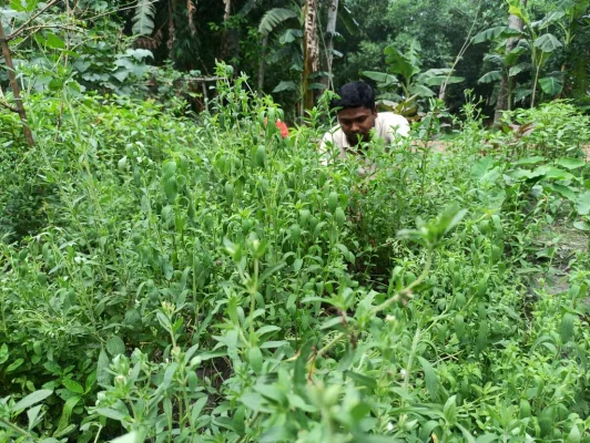 নিজের বাগানের স্টিভিয়া পরিচর্যা করছেন উপসহকারী প্রকৌশলী জীবন কৃষ্ণ রায়। ছবি: আজকের পত্রিকা