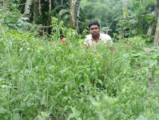 নিজের বাগানের স্টিভিয়া পরিচর্যা করছেন উপসহকারী প্রকৌশলী জীবন কৃষ্ণ রায়। ছবি: আজকের পত্রিকা