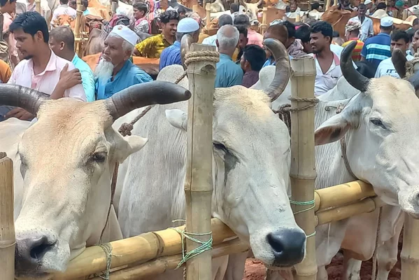 চাঁদপুরে কোরবানির পশুর হাট। ছবি: আজকের পত্রিকা 