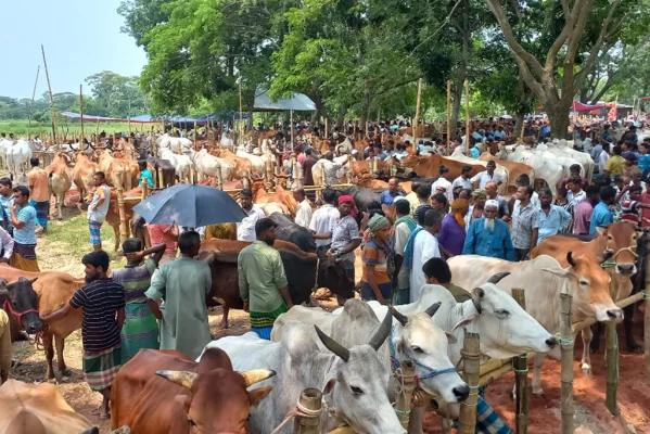 চাঁদপুরে কোরবানির পশুর হাট। ছবি: আজকের পত্রিকা 