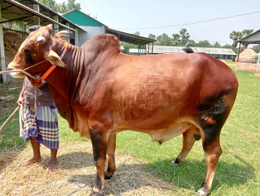 এ বছর উপজেলায় ২ হাজার ৫৯ জন ছোট-বড় খামারি কোরবানির জন্য প্রস্তুত করেছেন ২৪ হাজার ১২১টি পশু