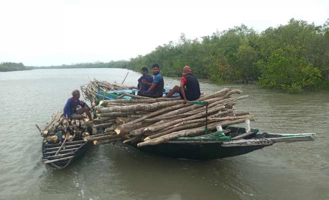 বন বিভাগের নৌযান ব্যবহার করে কর্তনকৃত গাছ সরানো হচ্ছে। 