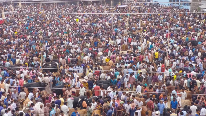 তাহেরপুরের পশুর হাট। ছবি: আজকের পত্রিকা