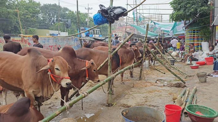 হাটে আনা পশু। ছবি: আজকের পত্রিকা